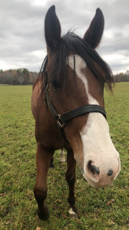 For Sale - - MyHorseForSale.com Equine Classifieds