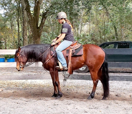 American Quarter Horse Mare For Sale In Florida - WATCH ...