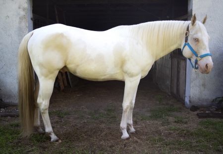 quarter horses for sale in nj