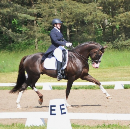 Reg, Irish Sport Horse Gelding for sale in Florida