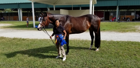 Dreamer, American Quarter Horse Mare for sale in Florida