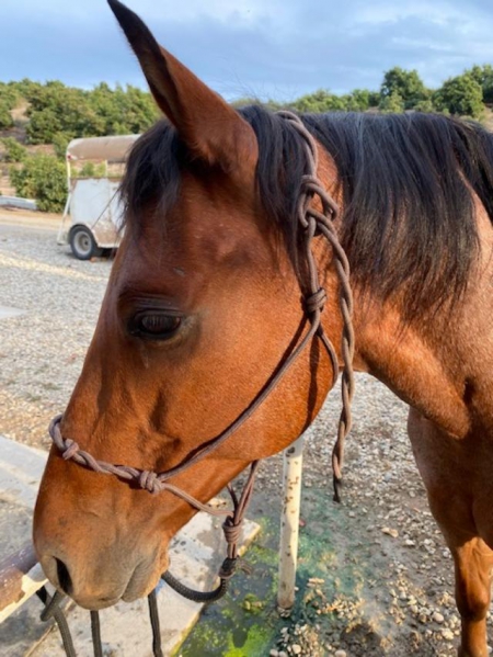 Dom, American Quarter Horse Gelding for sale in California