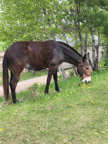 Ruthie, Mule Jenny for sale in Minnesota