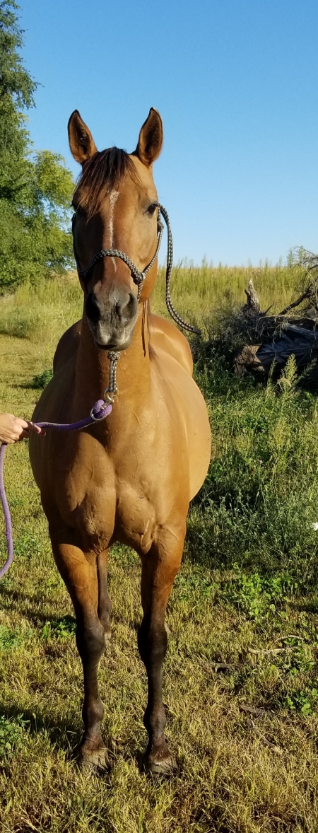 Frontiers Jetina, American Quarter Horse Mare for sale in Nebraska