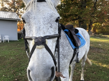 Determined again (Aspy), Thoroughbred Gelding for sale in Tennessee