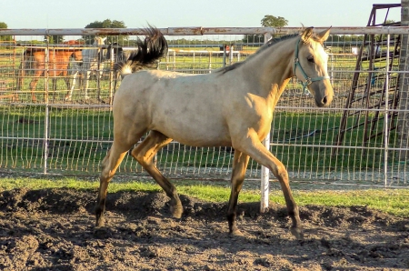 Mariahs Solana (Buckskin filly), Andalusian Filly for sale in Texas
