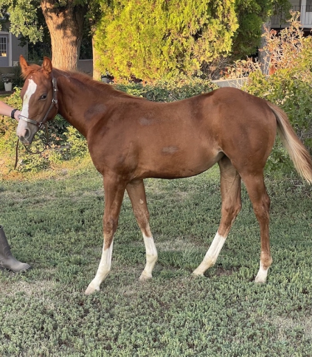 EmeraldsTakeMyBreath, American Quarter Horse Filly for sale in Nebraska