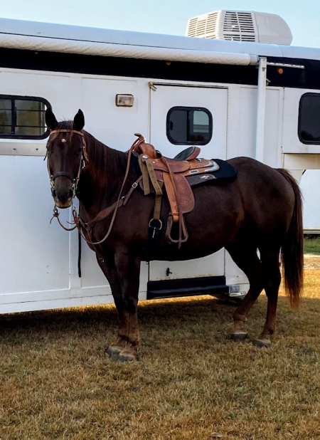 Scout, American Quarter Horse Gelding for sale in Kansas