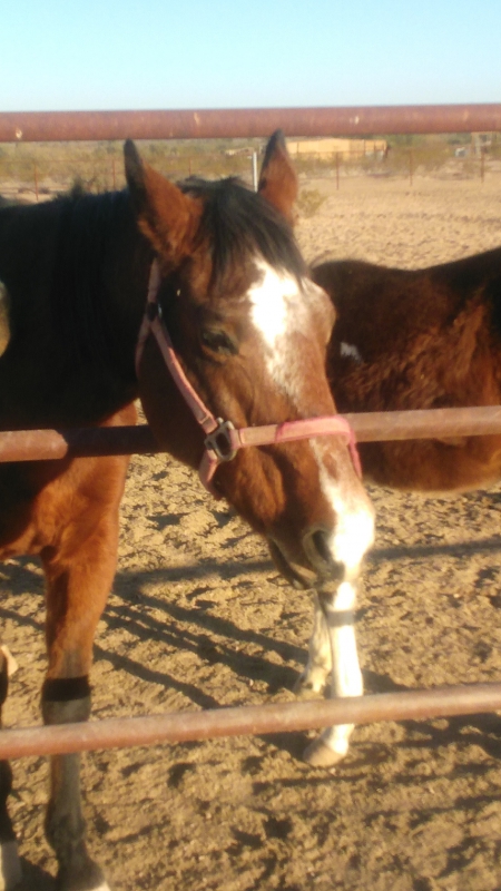 STARLET MAGIC, American Paint Horse Association Mare for sale in Arizona