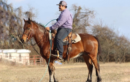 PUNCHY, Mustang Gelding for sale in Texas