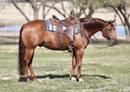 Code Name Goose, American Quarter Horse Gelding for sale in Texas