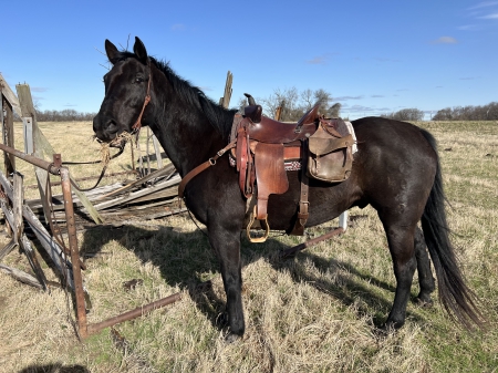 Shadow, American Quarter Horse Gelding for sale in Texas