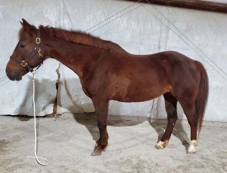 Bella, American Quarter Horse Mare for sale in Kentucky