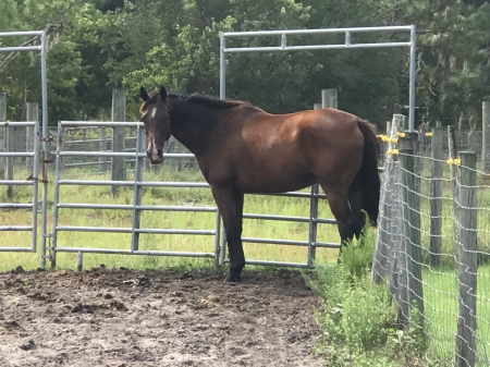 Triscuit, Thoroughbred Mare for sale in Florida