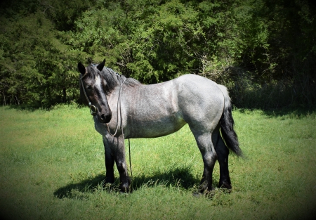 Blueberry, Draft Mare for sale in Missouri