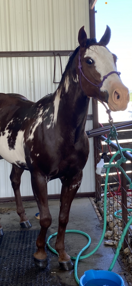 Tio, American Paint Horse Association Gelding for sale in Texas