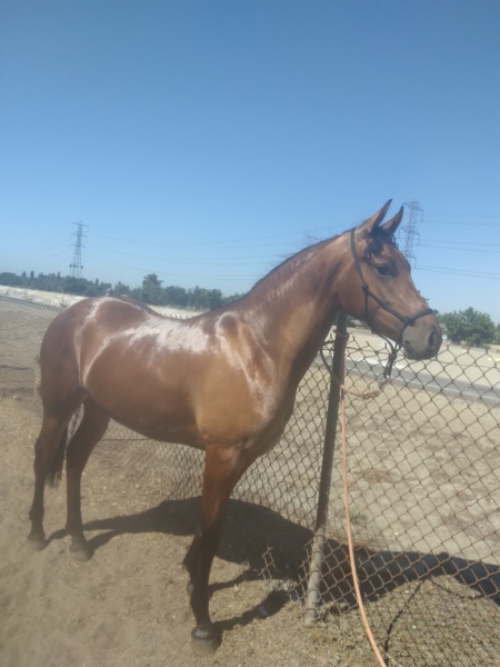 J-Lo, Quarter Horse Cross Filly for sale in California