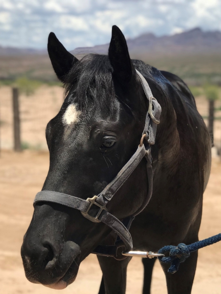 LITTLEMAN DOC O LENA, Appaloosa Stallion for sale in Arizona