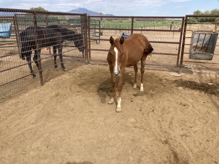 Rosy, Appaloosa Filly for sale in Arizona