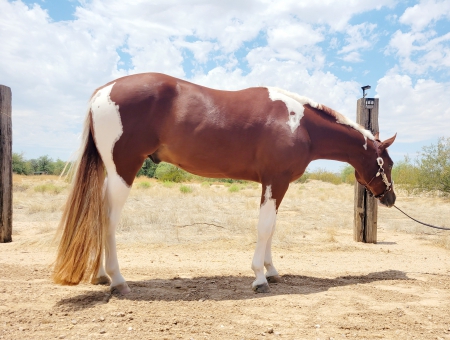 VSILLMAKEURHEARTTHROB, American Paint Horse Association Gelding for sale in Arizona