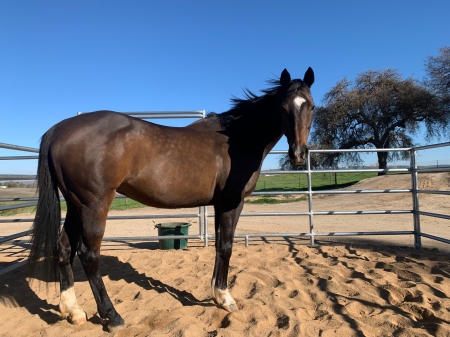 Willow Bud - Unraced TB Mare for Sale or Lease, Thoroughbred Mare for sale in California