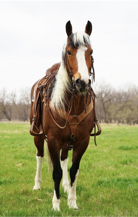 Cupid, American Paint Horse Association Gelding for sale in Colorado