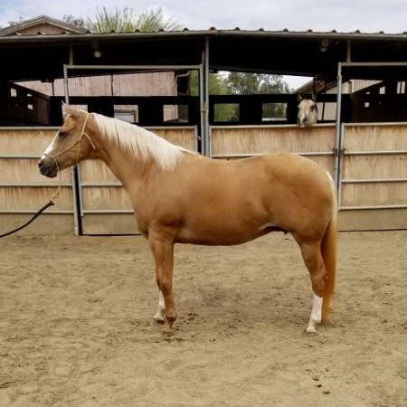 Bueno Chexs Sunshine, American Quarter Horse Mare for sale in California