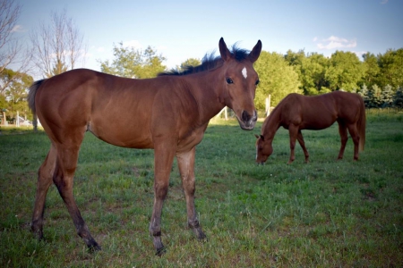 Her Lopes R Impressive (Alli), American Paint Horse Association Filly for sale in Michigan