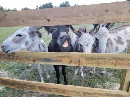 Quality Family Pets Mini Horses Mini Donkey's Central Florida , Miniature Jenny for sale in Florida