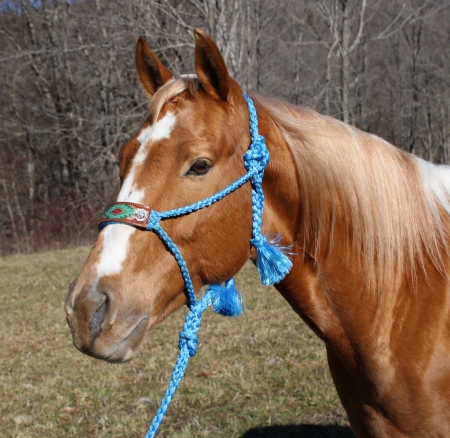 horses for sale in illinois under $500