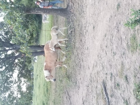 Jinx, Half-Arabian Colt for sale in Missouri