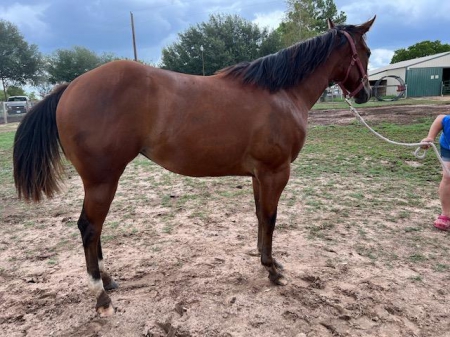 Dazzling Style, American Paint Horse Association Mare for sale in Texas