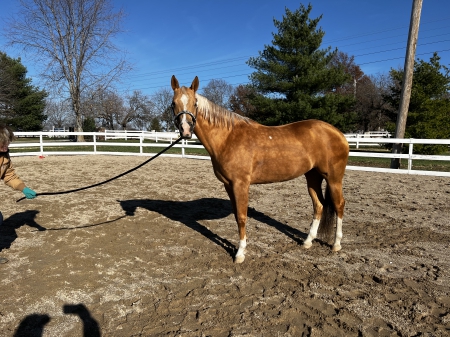tennessee walking horse for sale in alabama