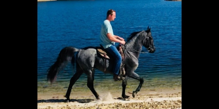 Tequila Blue, Tennessee Walking Horses Gelding for sale in Kentucky