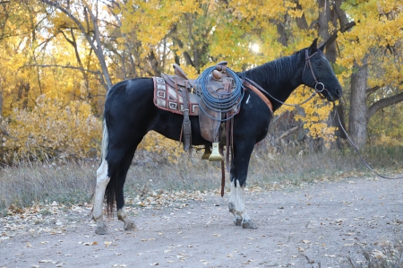 Jade, Tennessee Walking Horses Mare for sale in Colorado