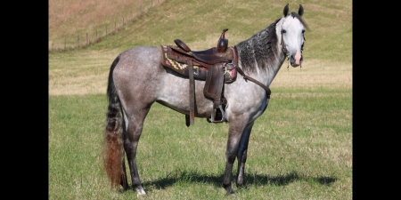 Sparkles, Tennessee Walking Horses Mare for sale in Kentucky