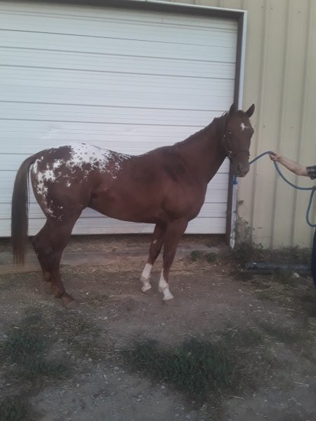 MILLERS SPOTTED CASH, Appaloosa Stallion for sale in Oklahoma