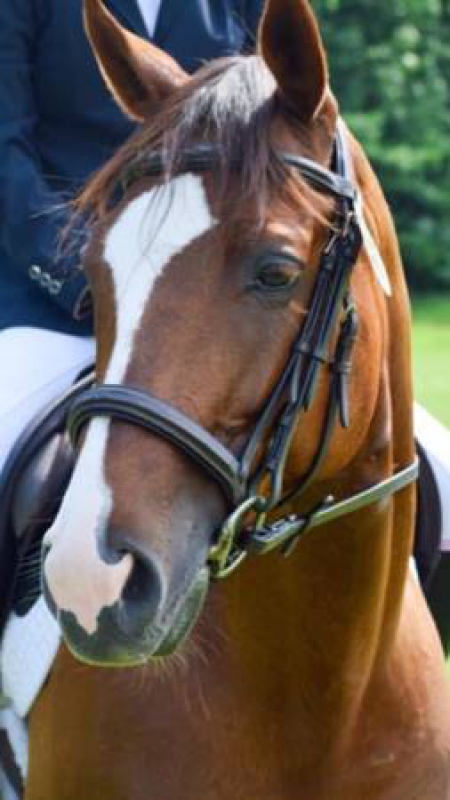 Pretty Nine Year Old Mare, Appendix Quarter Horse Mare for sale in Massachusetts