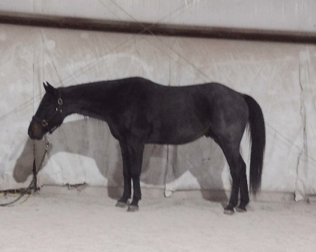 JP Smokey Blue, American Quarter Horse Gelding for sale in Kentucky