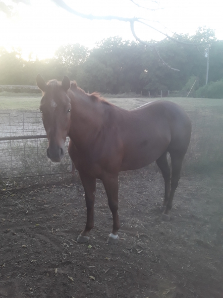 BIG RED CASH, Appaloosa Gelding for sale in Oklahoma