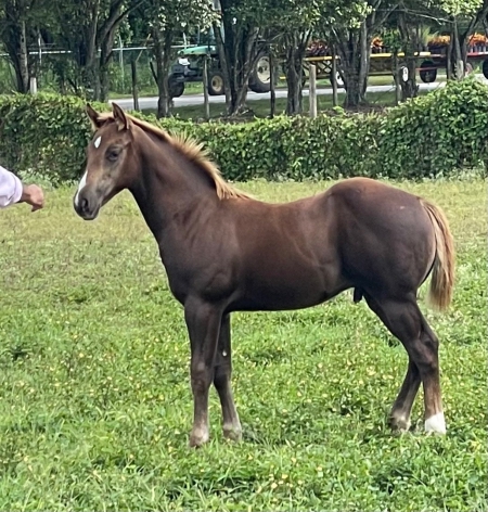 Bonito Hasa Gun, Appaloosa Colt for sale in Florida