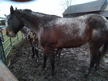 Invest in my dreams, Appaloosa Mare for sale in New York