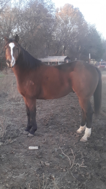 SKIDDLES, American Quarter Horse Gelding for sale in Oklahoma