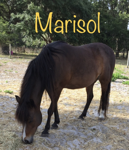 Marisol , Paso Fino Mare for sale in Florida