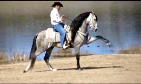 Alante de Flamenco, Andalusian Colt for sale in Texas