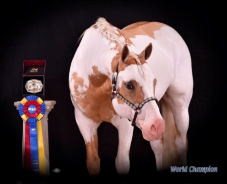 HH Jetalito Gold Bar, Pinto Stallion for sale in Oklahoma