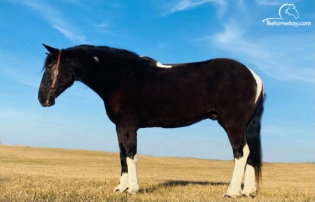 Dozer, Draft Cross Gelding for sale in Kentucky