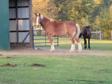 Zebulon, Belgian Gelding for sale in Florida