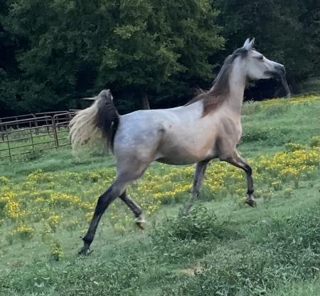 Najmat Mulwa, Arabian Filly for sale in Georgia