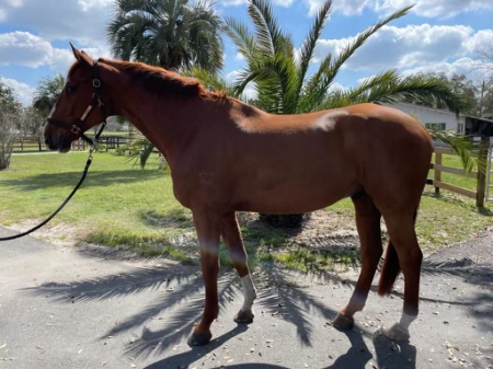 DODGE, Thoroughbred Gelding for sale in Florida